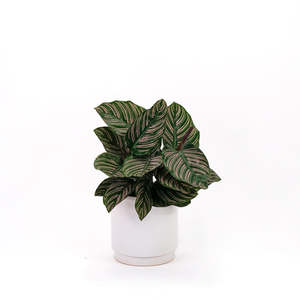 Calatheas: Calathea Ornata