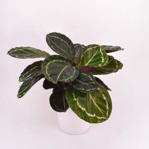 Calathea Jungle Rose