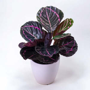 Calathea Dottie