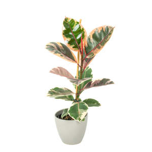 Ficus: Ficus Ruby