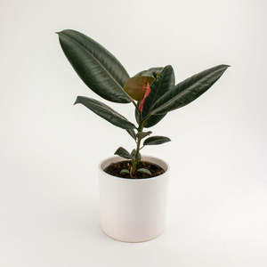 Ficus: Ficus Burgundy