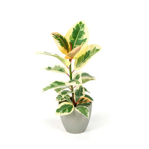 Ficus Tineke