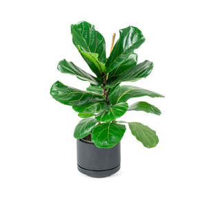Ficus Lyrata