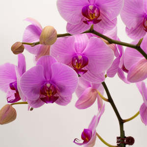 Phalaenopsis Orchid - Hot Pink (Double)