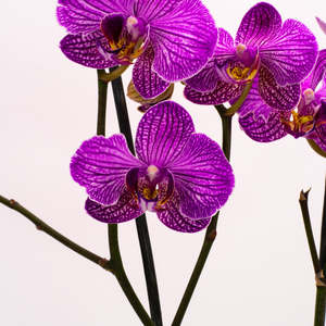 Orchids: Phalaenopsis Orchid - Pink Vein (Double)