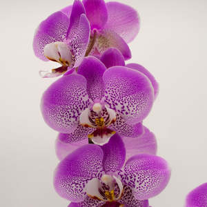 Orchids: Phalaenopsis Orchid - Hazy Pink (Double)