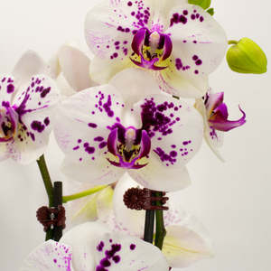 Orchids: Phalaenopsis Orchid - Magenta (Double)
