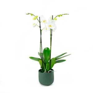 Phalaenopsis Orchid - Double White