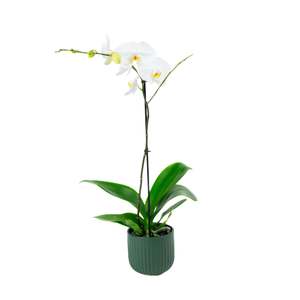 Orchids: Phalaenopsis Orchid - Single White