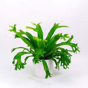Crissie Birds Nest Fern