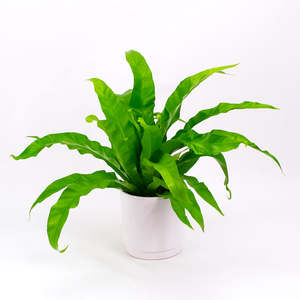 Ferns: Birds Nest Fern Antiquum