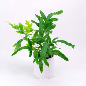 Blue Star Fern 12cm