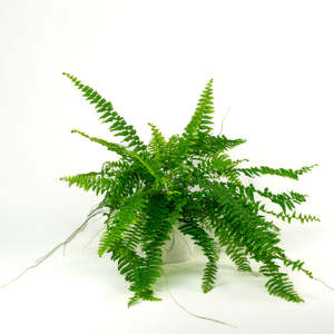 Ferns: Boston Fern