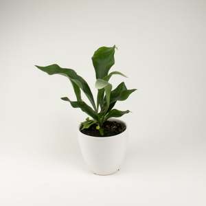 Ferns: Staghorn Fern