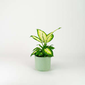 Dieffenbachia: Dieffenbachia Camille 17cm