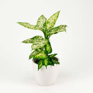 Dieffenbachia Compacta 17cm