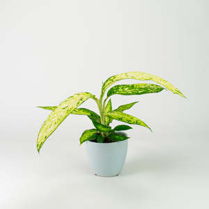 Dieffenbachia Star Bright