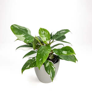 Philodendron: Philodendron White Knight 14cm