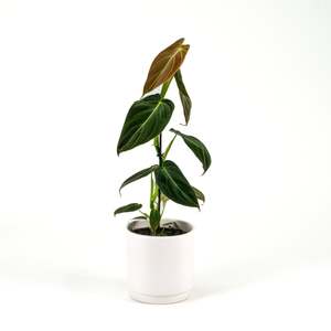 Philodendron Melanochrysum 12cm