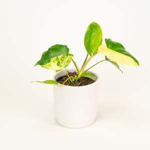 Philodendron Burle Marx Albo