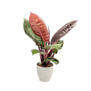 Philodendron: Philodendron Sun Red 14cm