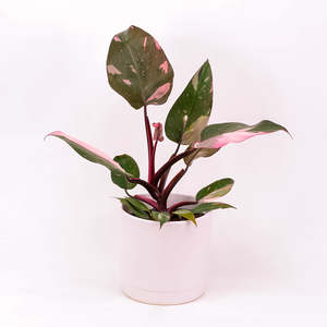 Philodendron: Philodendron Pink Princess