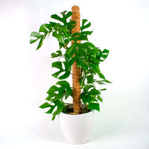 Philodendron Minima