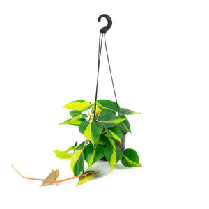 Philodendron: Philodendron Brasil