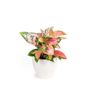 Aglaonema: Aglaonema Spitfire 17cm