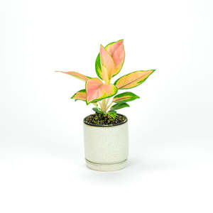 Aglaonema Spitfire