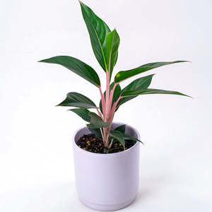 Aglaonema: Aglaonema Sapphire