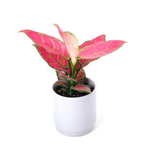 Aglaonema: Aglaonema Red Lady Valentine 12cm