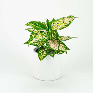 Aglaonema: Aglaonema Eileen