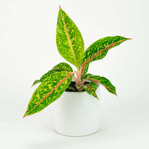 Aglaonema: Aglaonema Nightsparkle