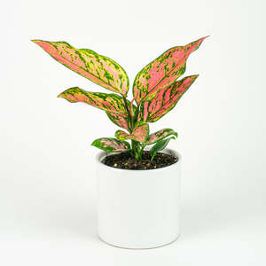 Aglaonema: Aglaonema Lady Valentine