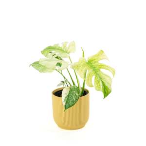 Monstera Deliciosa Mint C