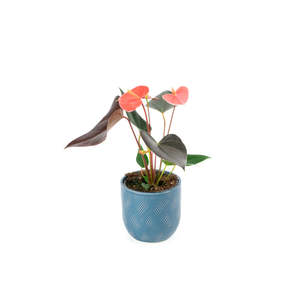 New Plants: Anthurium Beautiful Champion