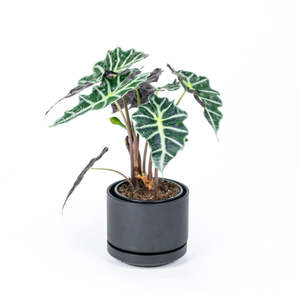 New Plants: Alocasia Polly 17cm
