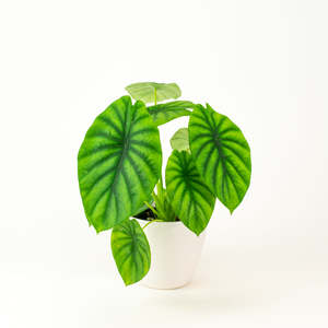 New Plants: Alocasia Green Shield
