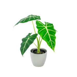 Alocasia Frydek 12cm