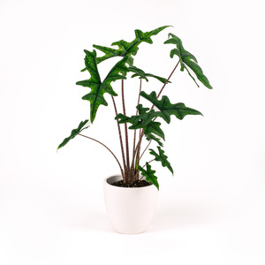 Alocasia Jacklyn 17cm