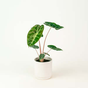 Alocasia Pink Dragon