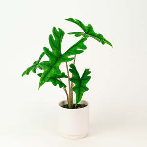 Alocasia: Alocasia Jacklyn 12cm