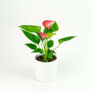 Anthurium Lirium