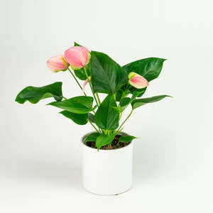 Anthurium Joli Blush