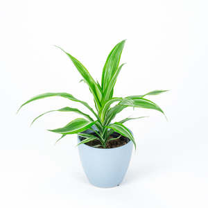 Dracena Warnekii