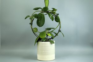 Products: Neve - Anta - 14cm - HoyaHoya