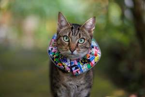 Pet Care Treats: Cat Clown Collar