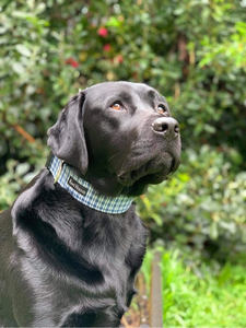 Pet Care Treats: Large Breed- Handmade Dog Collars by Kiwihound