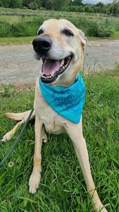 Pet Care Treats: Dog Bandana